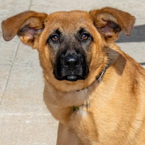 Rocky - German Shepherd Dog mix
