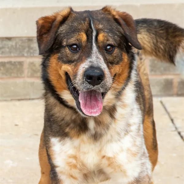 Sam - Australian Shepherd mix