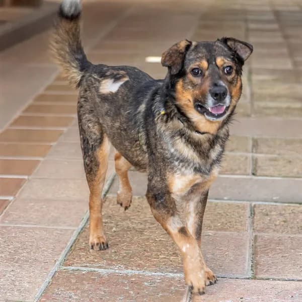 Sherbert - German Shepherd Dog mix