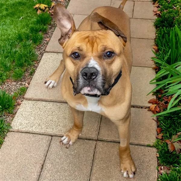 Puncho - Pit Bull Terrier mix