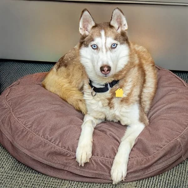 Athena - Siberian Husky