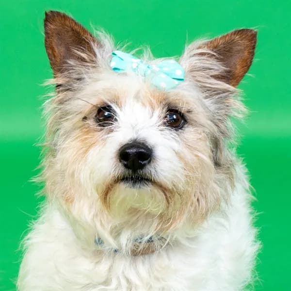Yoshi - Cairn Terrier mix