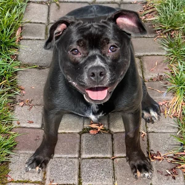 Bobbie - Pit Bull Terrier mix