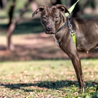Wiggle Worm - Pit Bull Terrier mix