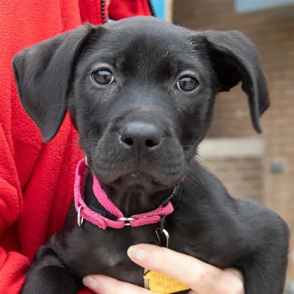 Lana - Labrador Retriever mix