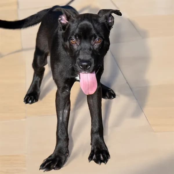 Kiwi - Labrador Retriever mix