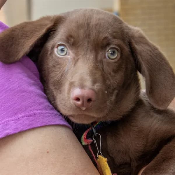 Wika - Labrador Retriever mix