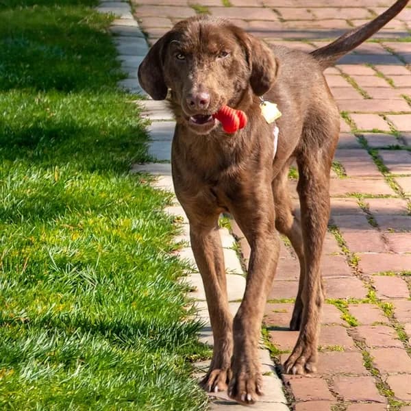 Wesley - photo 1