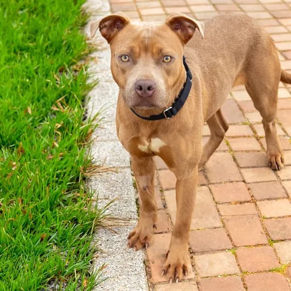 Sandy Brown - Pit Bull Terrier mix