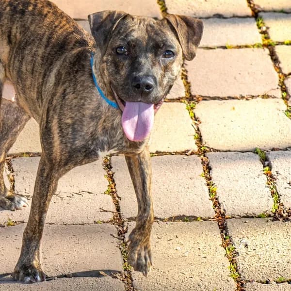 Buttons - Beagle mix