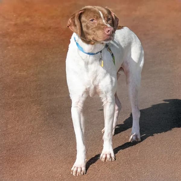 Walker - Pointer mix