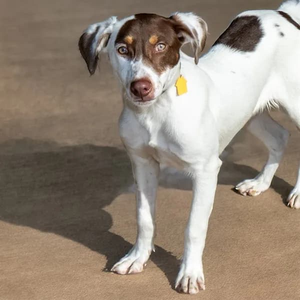 Wiley - Labrador Retriever mix