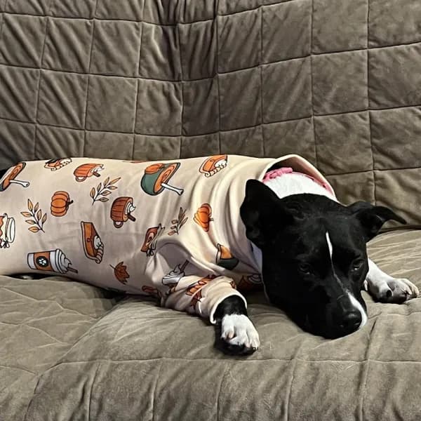 Bagel - thumbnail 5