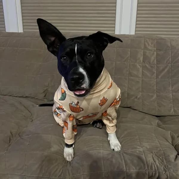 Bagel - thumbnail 6