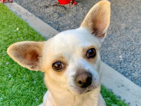 Markay - Chihuahua - Smooth Coated mix