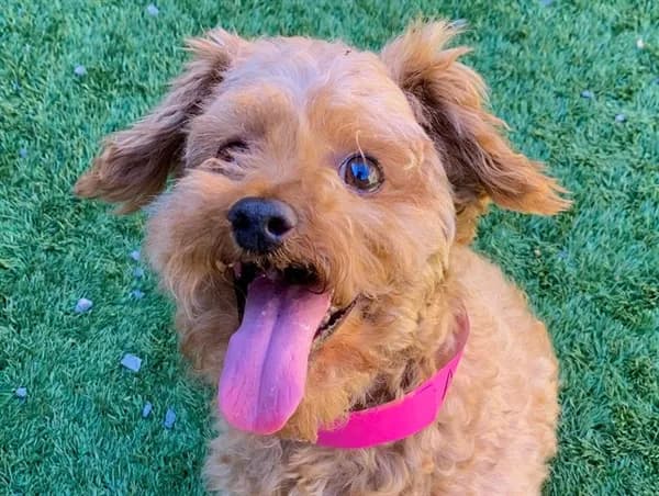 Cozy - Poodle - Toy mix