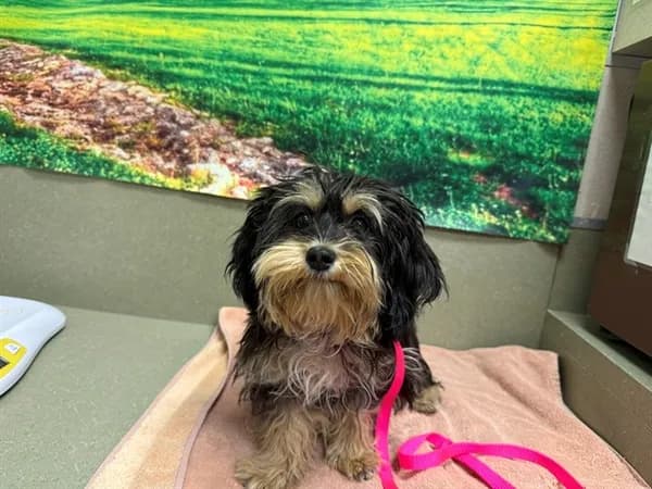 Unnamed - Maltese mix
