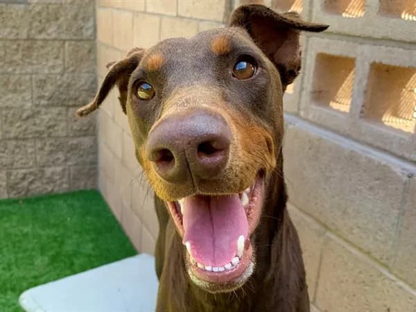 Sylvette - Doberman Pinscher mix
