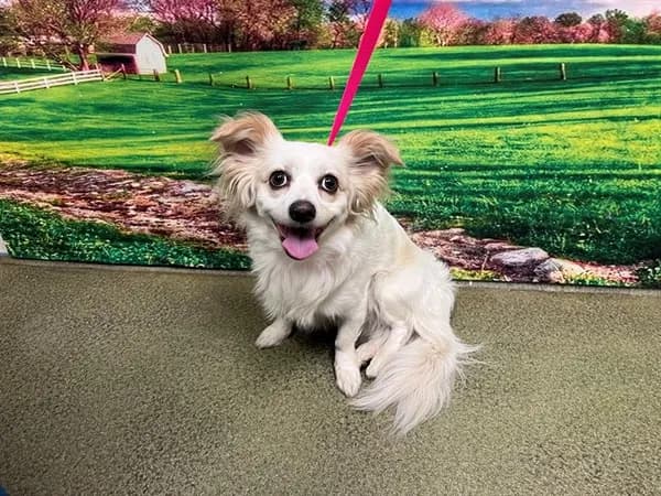 Olaf - Chihuahua - Long Haired mix