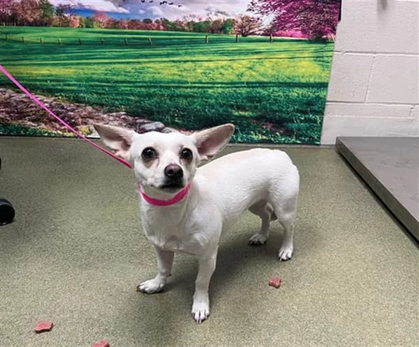 Zoe - Chihuahua - Smooth Coated mix