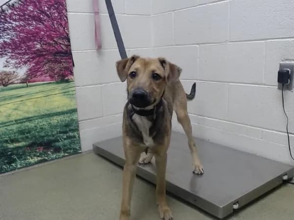 Unnamed - Shepherd mix