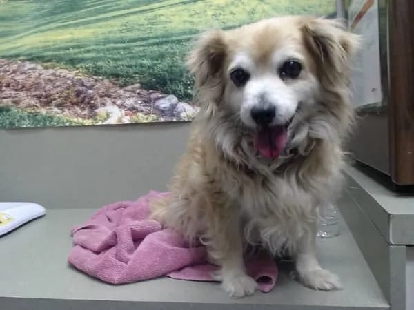 Unnamed - Spaniel mix