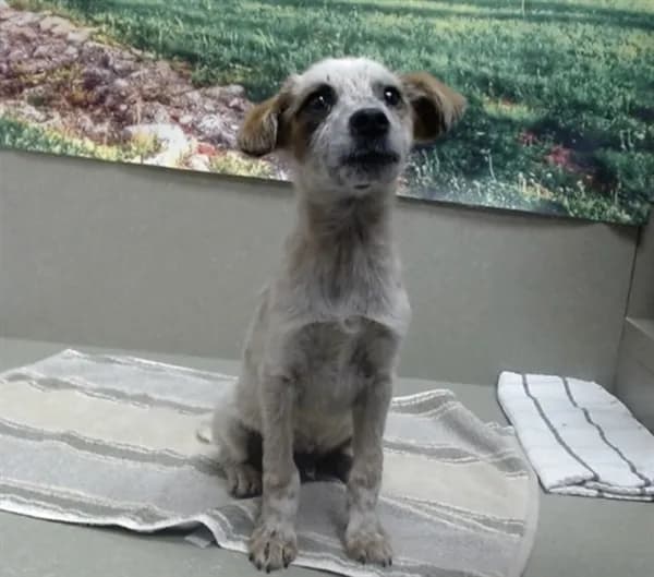 Unnamed - Australian Cattle Dog mix