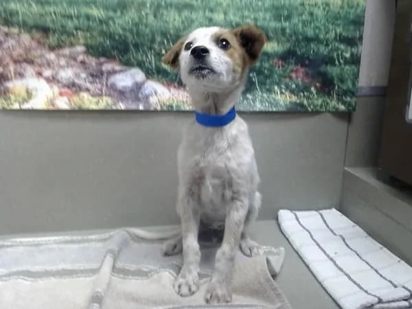 Unnamed - Australian Cattle Dog mix