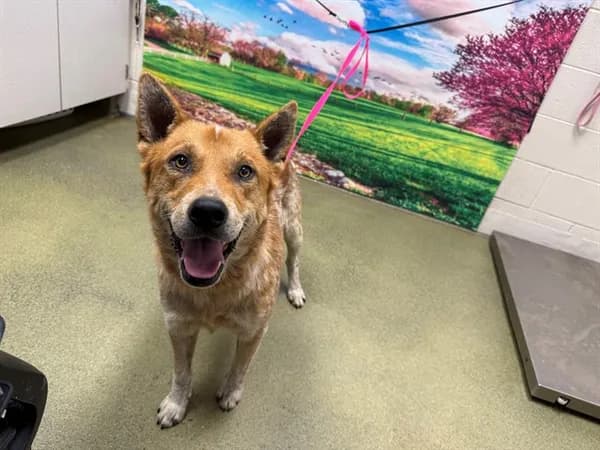 Unnamed - Australian Cattle Dog mix