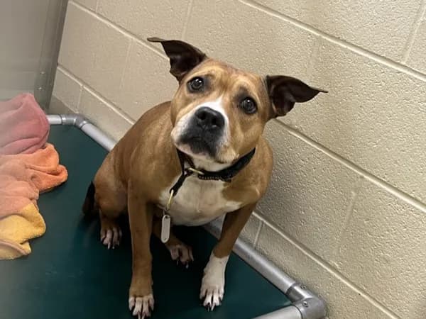 Gladys - Pit Bull Terrier mix