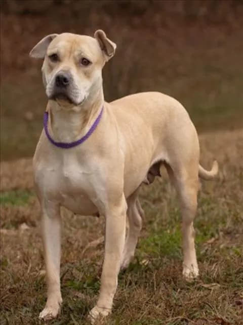 Mae Mae - Pit Bull Terrier mix