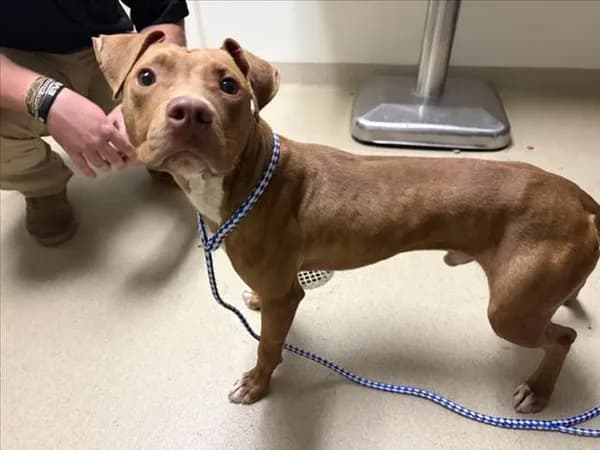 Landon - Pit Bull Terrier mix