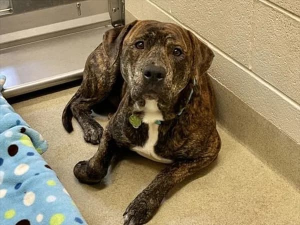 Rico - Pit Bull Terrier