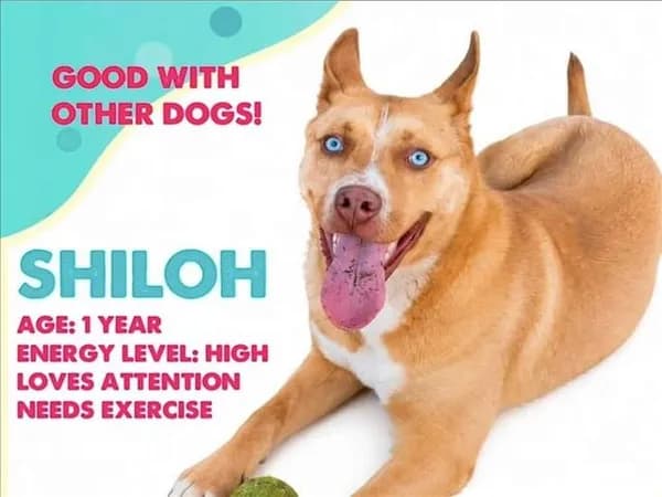 Shiloh - Australian Cattle Dog mix