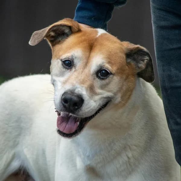 Donnie - Retriever, Labrador / Mixed Breed (Medium)