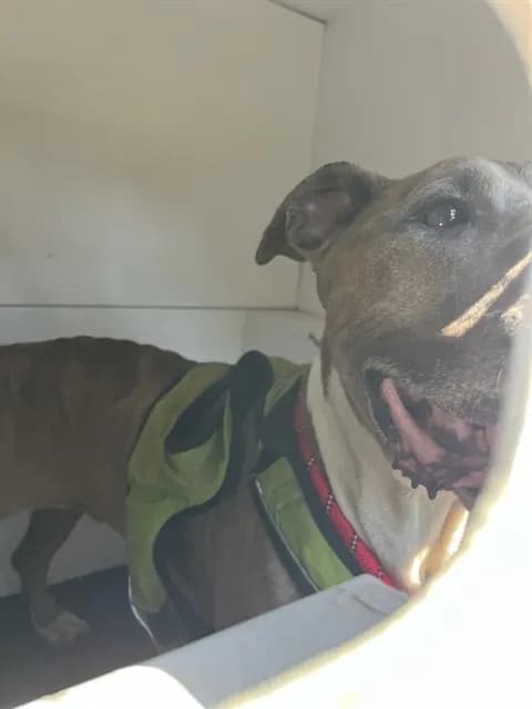 Bailey - Pit Bull Terrier