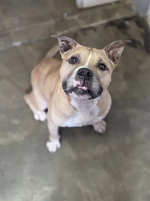 King - Breed information is not provided by this shelter
