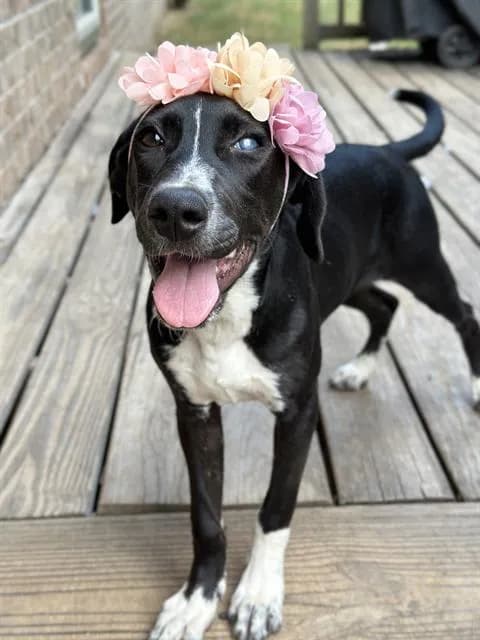Ramsey - Pointer