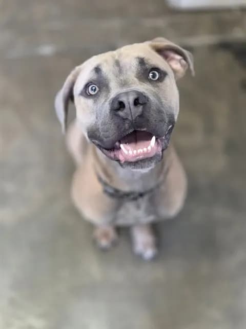 Fizzle - Breed information is not provided by this shelter