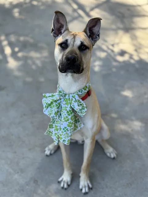 Marmaduke - Breed information is not provided by this shelter