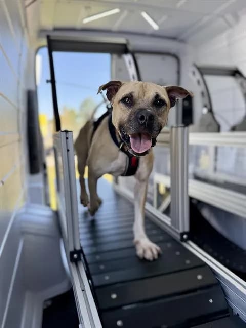 Tulio - Breed information is not provided by this shelter
