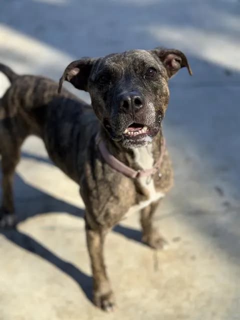 Billy Butch - Breed information is not provided by this shelter