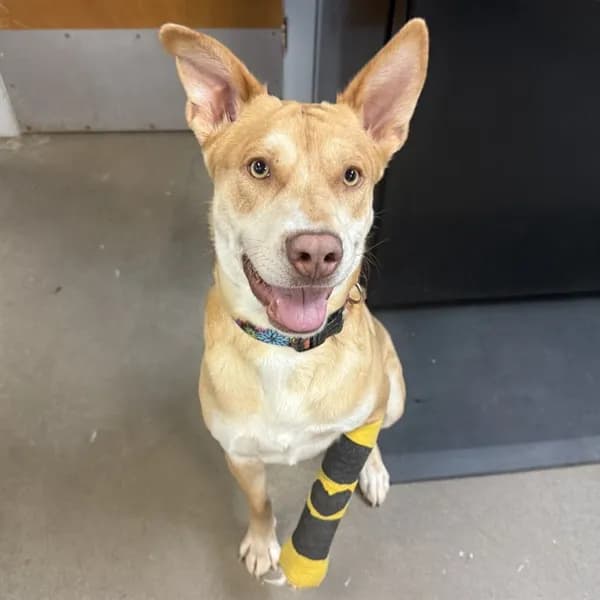 Ziva - Breed information is not provided by this shelter