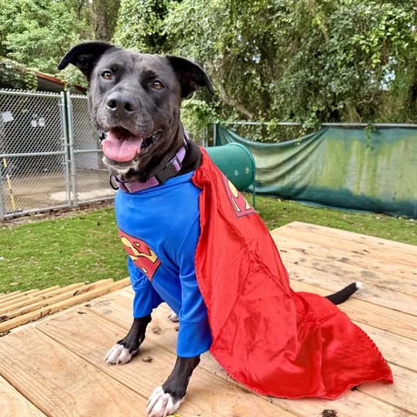 Roo - Breed information is not provided by this shelter