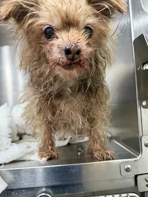 Co-co - Yorkshire Terrier mix