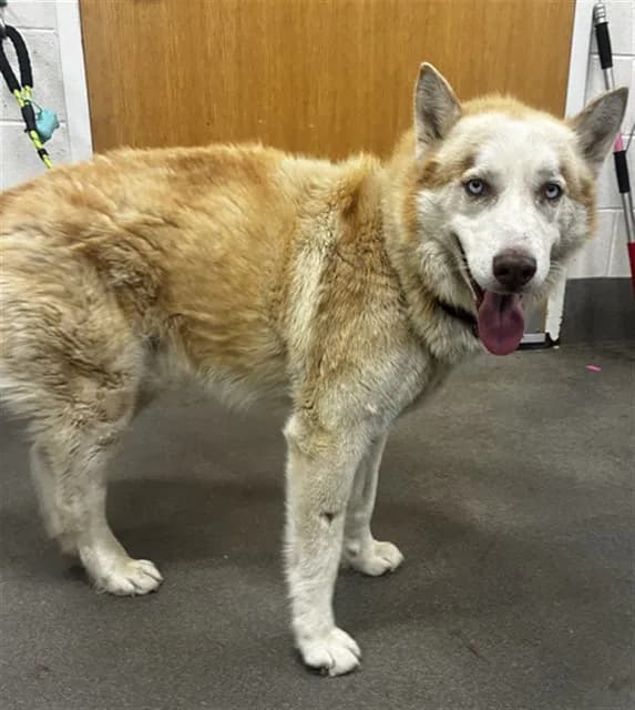 Rocky - Siberian Husky