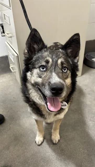 Estrella - Siberian Husky and German Shepherd Dog