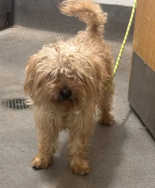 Crime Justice - Bichon Frise