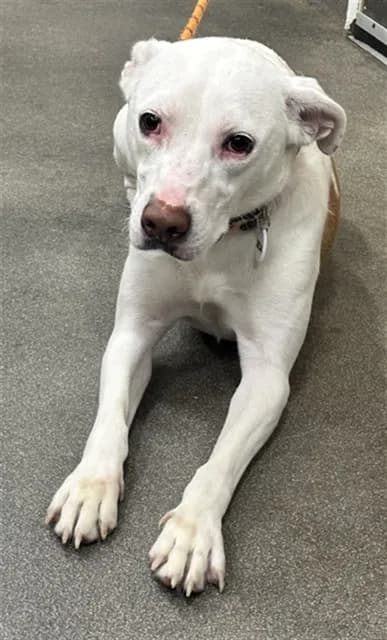 Riley - American Foxhound mix