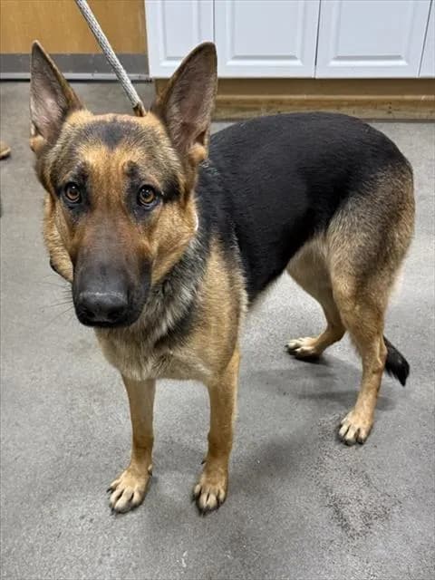 Susy - German Shepherd Dog